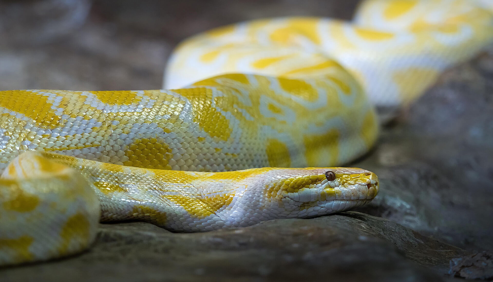 Bright yellow snake